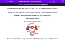 'Adaptations of the Circulatory System' worksheet