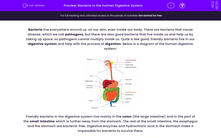 'Discuss the role of bacteria in the human digestive system' worksheet