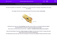 'Explore Nerve Structure' worksheet
