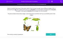 'The Life Cycle of a Butterfly' worksheet
