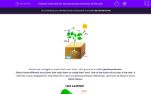 'Describe the Structures and Functions of the Leaf' worksheet
