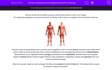 'Understand How Antagonistic Muscles Cause Movement' worksheet